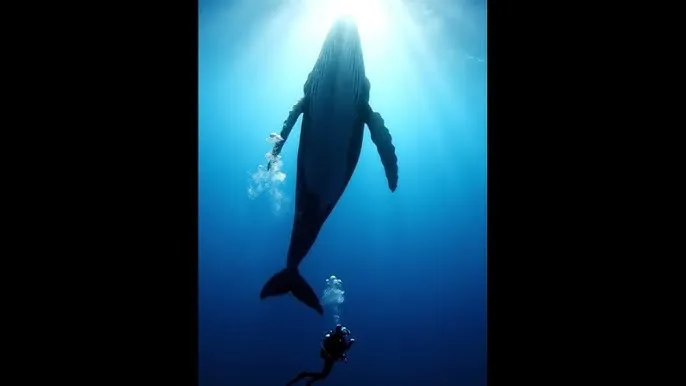 魅力u影 - 深蓝星球：探索海洋深处的未知世界